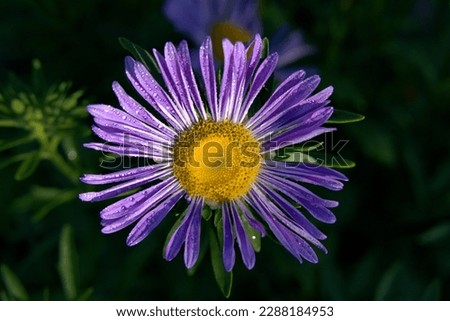 A variety of beautiful autumn asters.