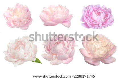 beautiful peony flower isolated on white background  Royalty-Free Stock Photo #2288191745