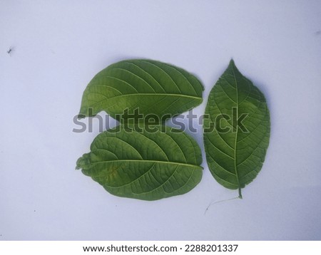 The image of Green leaves on white background
