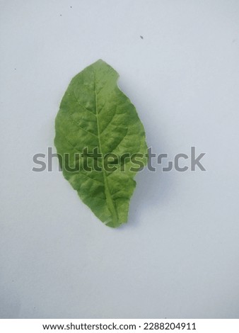 The image of green leaf on white background