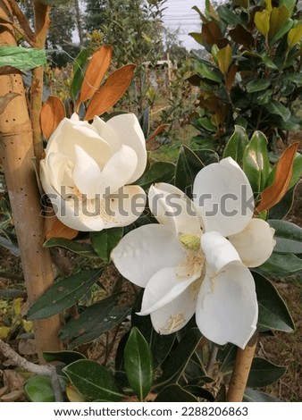 Magnolia grandiflora Little Gem at Prachinburi, Thailand
