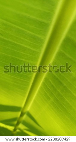 gradation of green and yellow from a banana leaf
