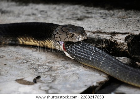 Cobra feeding time. The King Cobra snake devours small snakes.