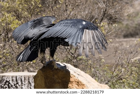 Black Buzzard perched in the sunlight Royalty-Free Stock Photo #2288218179