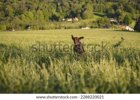 Head shot of a Bohemian wirehaired pointing griffon dog jumping in a field and you can see the joy and excitement of the movement from the expression. The dog's ears are flying in all directions. Royalty-Free Stock Photo #2288220021
