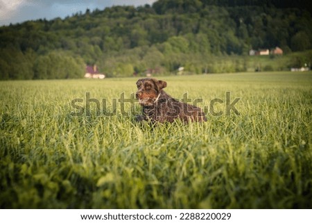 Head shot of a Bohemian wirehaired pointing griffon dog jumping in a field and you can see the joy and excitement of the movement from the expression. The dog's ears are flying in all directions. Royalty-Free Stock Photo #2288220029