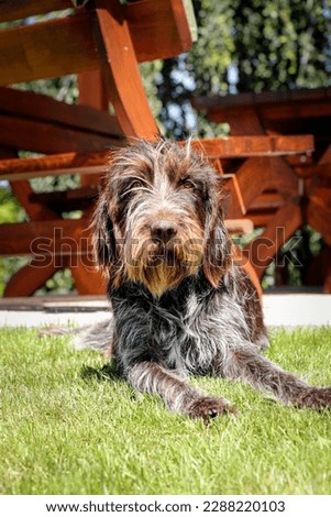 Bohemian wirehaired pointing griffon dog relaxes in the garden on a sunny day and warms his coat. Dog laziness.