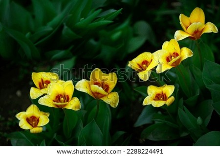 Bright lawn with spring flowers.Magnificent tulip bush.Yellow tulips.