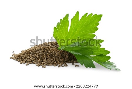 Pile of celery seeds and fresh plant isolated on white Royalty-Free Stock Photo #2288224779