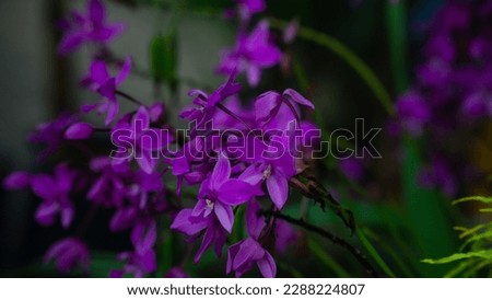 Beautiful purple orchid. House plant - phalaenopsis