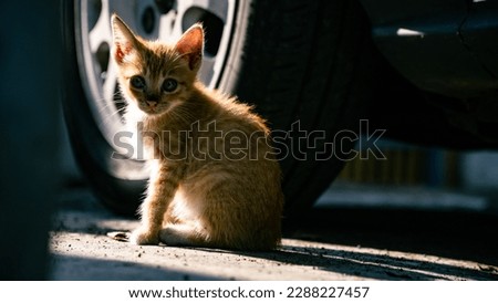Little kitten sitting near the car wheel in sunlight. Portrait of stray dirty cat outdoors