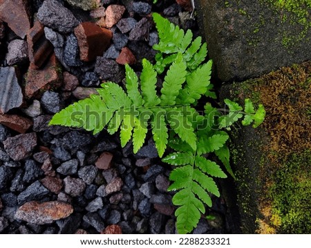 Photograph of close up green fern leaf. Perfect for flat lay nature concept, design element, creative layout,  advertisement, eco poster, presentation background, etc.