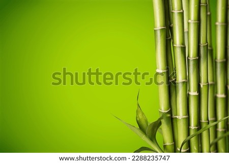 Sugar cane green plant on background. Royalty-Free Stock Photo #2288235747