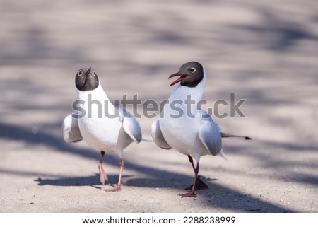 The black-headed gulls (Chroicocephalus ridibundus) dancing on the park trail. Springtime. Royalty-Free Stock Photo #2288238999