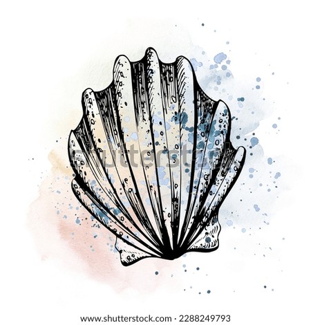 Seashell in the form of a fan graphics on the background of watercolor stains and splashes. Hand drawn illustration isolated on white background. For the design of posters, stickers, postcards.