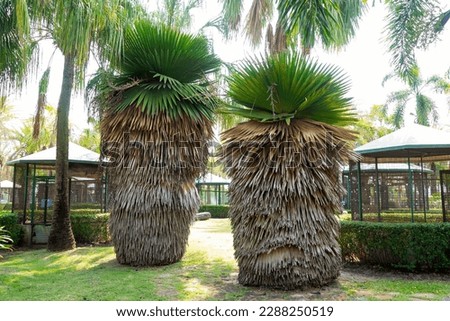 Beautiful Copernican Macroglossa palm at park. Thailand.