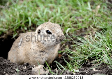 cute ground squirrel is looking out from a hole in Slovakia, Europe