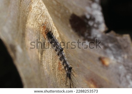 black caterpillar on brown leaves