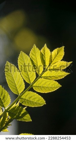 New green leaves in bush branch