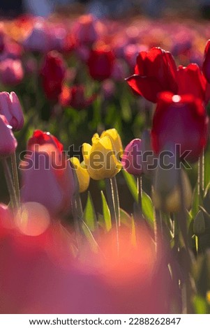 tulip field in a spring day