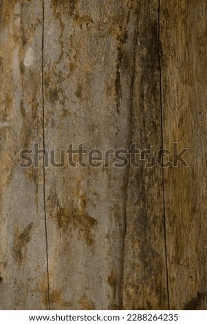 
Photos of a piece of raw and chopped wood.