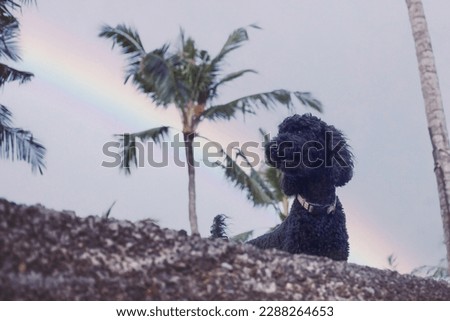 Cute black puddle against rainbow in tropical palm tree grove. Lovely dog on a beautiful morning. Pet friend on walk after rain. Film grain. Soft focus. Walking doggy in tropics. Enjoy life. Be happy
