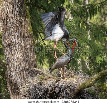 Black storks mate in a nest. Birds' spring activity in nature. A large black stork's nest in a large oak tree in an old forest. High quality photo