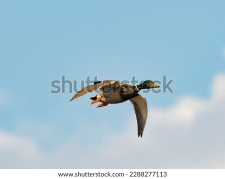 A beautiful duck flies against the background of a blue sky and white clouds.
