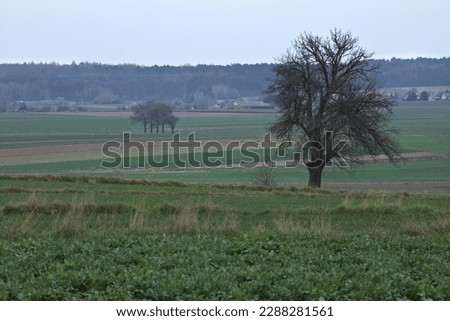 Lonely tree in the fields. Dirt road leading through te fields. Countryside landscape, rural panoramic landscape.