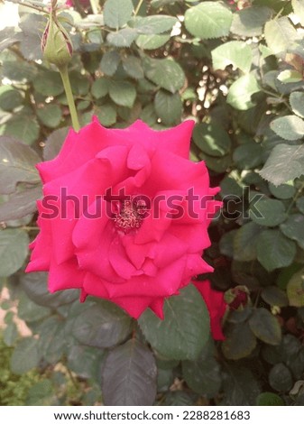 Beautiful fresh roses pictures showing natural beauty.Red roses sign of love.