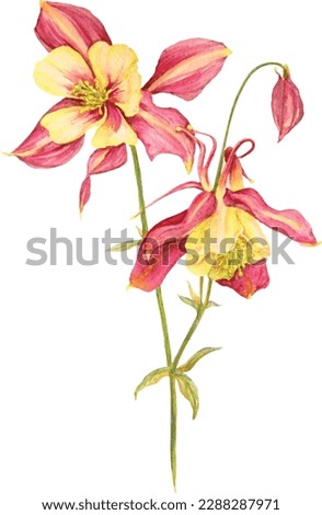 Watercoloir handdrawn fuchsia and yellow aquilegia. Isolated illustration Royalty-Free Stock Photo #2288287971