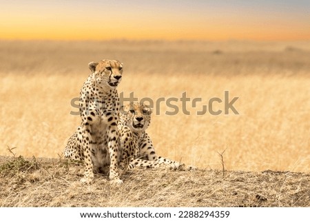 A pair of young adult cheetahs on the lookout in the open grass plains of the Masai Mara, Kenya. Soft warm morning sky background