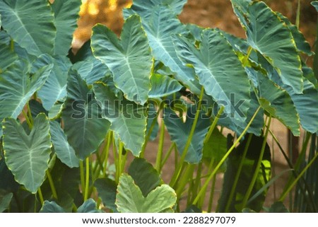 lush green elephant ear plants surrounded by other lush green trees and plants at Descanso Gardens in La Cañada Flintridge California USA