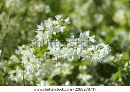 Deutzia gracilis, small bush, white blossoms in spring