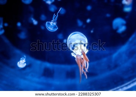 beautiful jellyfish or medusa swimming in blue aquarium
