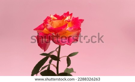 Vibrant veined rose macro of a single isolated yellow pink bloss, on a pink background.