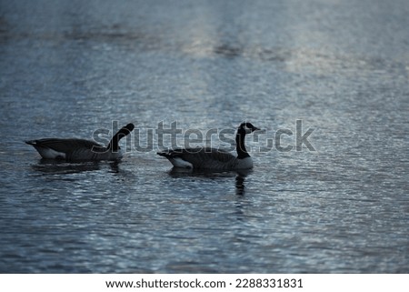 Ducks in a lake in france