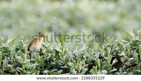 A profile shot of a sigle  willow warbler ( Phylloscopus Trochilus ) perching in a hedge, minimalism, copy space, negative space, green monochrome background