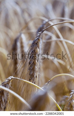 yellow ripe cereals in a field, an agricultural field on which agricultural cereals grow
