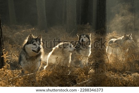 A picture of a group of wolves in the forest