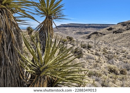 Mojave Yucca by the Barber Peak Loop Trail, Mojave National Preserve, California Royalty-Free Stock Photo #2288349013
