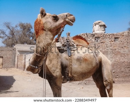 Camel in the street. Artiodactyla. Camelidae. Camelini. Camelus
Linnaeus. Camelus dromedarius. Camelus . Bactrian camel. Camelus bactrianus. Dromedary. pakistani camel. Royalty-Free Stock Photo #2288349497