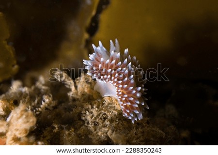 A small Cape silvertip nudibranch (Janolus capensis) on the reef underwater