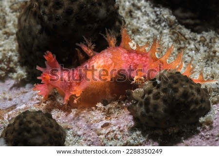 Brush nudibranch (Tritonia sp. 2) bright colour orange body with fringed by short branching gills