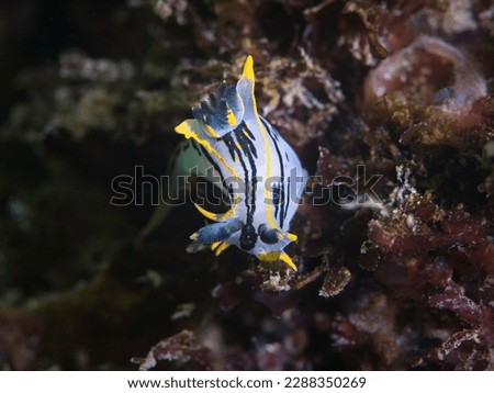 A Crowned nudibranch (Polycera capensis) underwater white body with black lines and yellow tips
