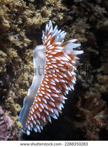 Side view of a Cape silvertip nudibranch (Janolus capensis) on the reef underwater