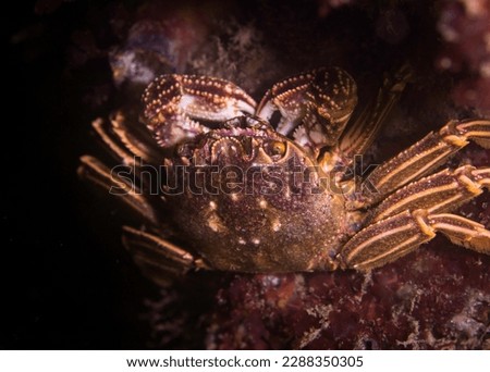 Cape rock crab (Plagusia chabrus) sitting on the reef eating with its claws