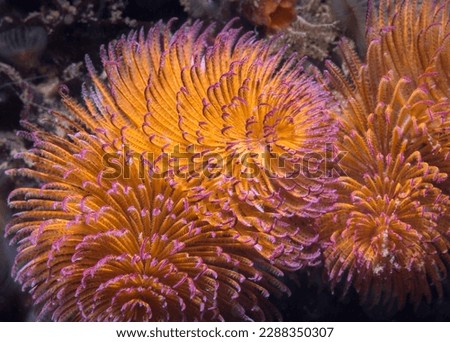 Close up of an orange Feather-duster worm or giant fanworm (Sabellastarte longa) with purple tips, feeding on the reef underwater