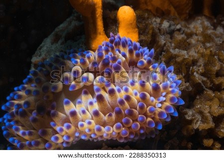 Gas flame nudibranch (Bonisa nakaza) closeup from above the sea slug of its cream body and cerata with blue-purple tips
 