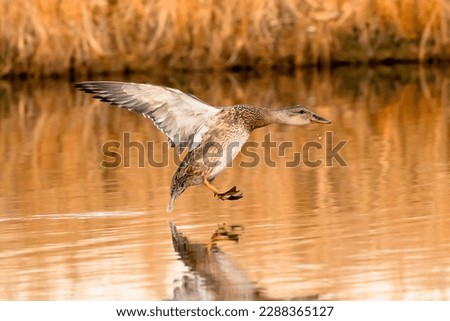 A Gadwall drake juvenile, about to land on a golden pond with outstretched wings. Close up view.